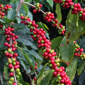 Organic Arabica Coffee Plant Seeds - Colombian Variety