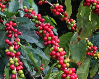 Organic Arabica Coffee Plant Seeds - Colombian Variety