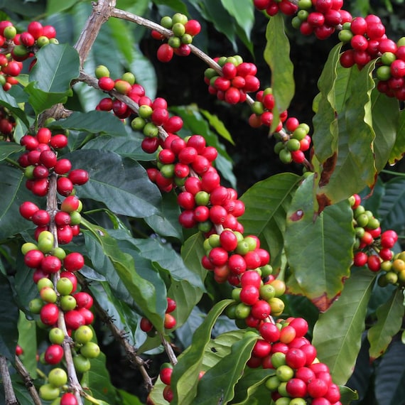 Organic Arabica Coffee Plant Seeds - Colombian Variety - Etsy