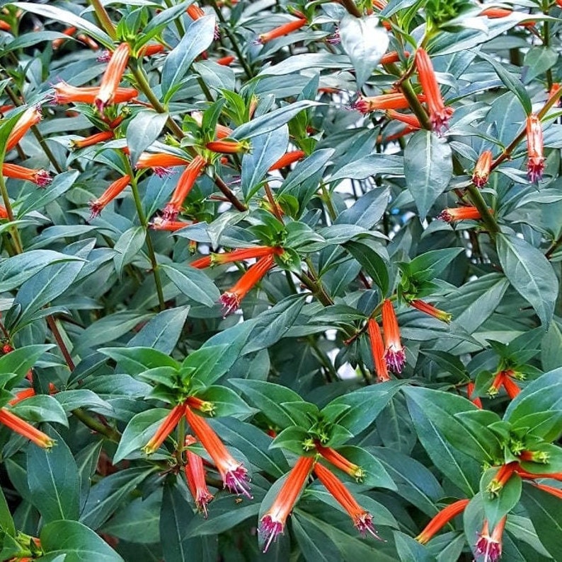 Mexican Cigar Plant cuphea Ignea Coanscarlet Seeds - Etsy