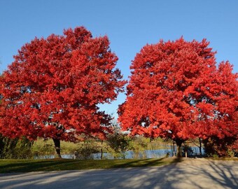 Acer Rubrum "Summer Red" (Acero Rosso) &raquo; Vendita Piante Online