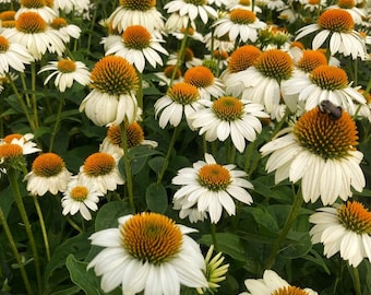 White Coneflower (Echinacea Alba) Seeds