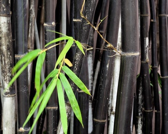 Black Bamboo Plant (Phyllostachys Nigra) Seeds