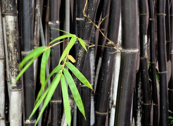 Schwarzer Bambus (Phyllostachys Nigra) Samen - Etsy sterreich