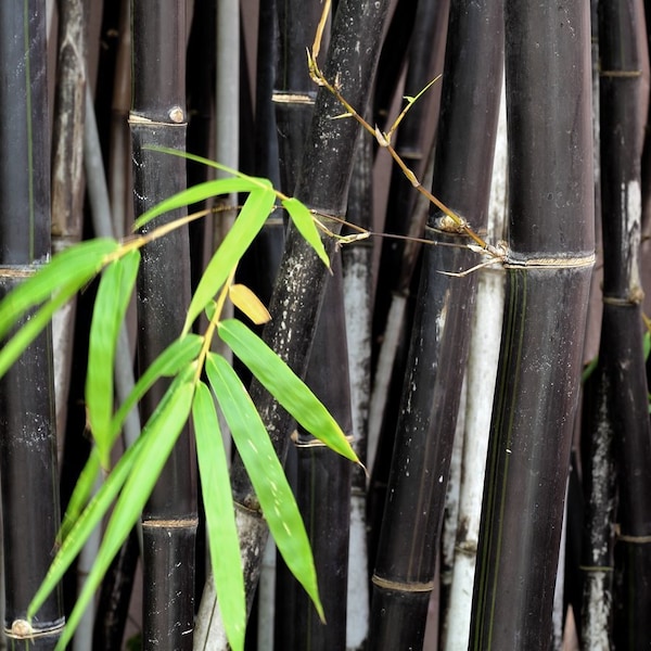 Black Bamboo Plant (Phyllostachys Nigra) Seeds