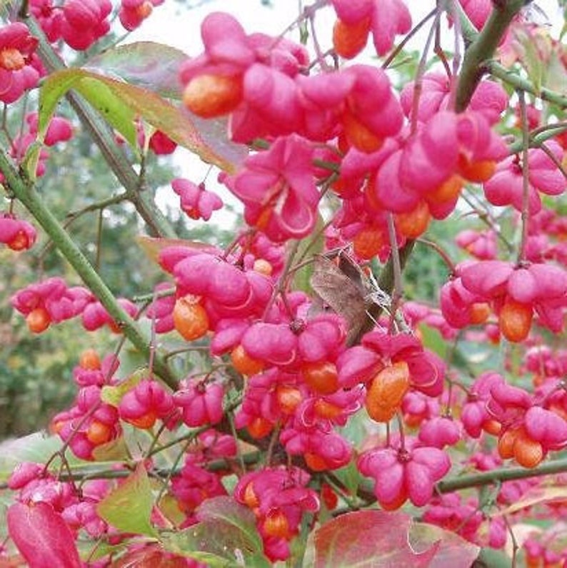 European Spindle Tree Euonymus Europaeus Seeds image 2