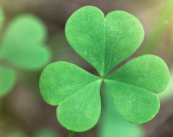 Graines de couvre-sol ornemental de trèfle irlandais (Trifolium Repens)