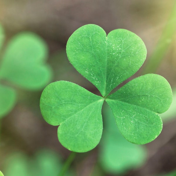 Trébol irlandés Ornamental Groundcover Plant (Trifolium Repens) Seeds