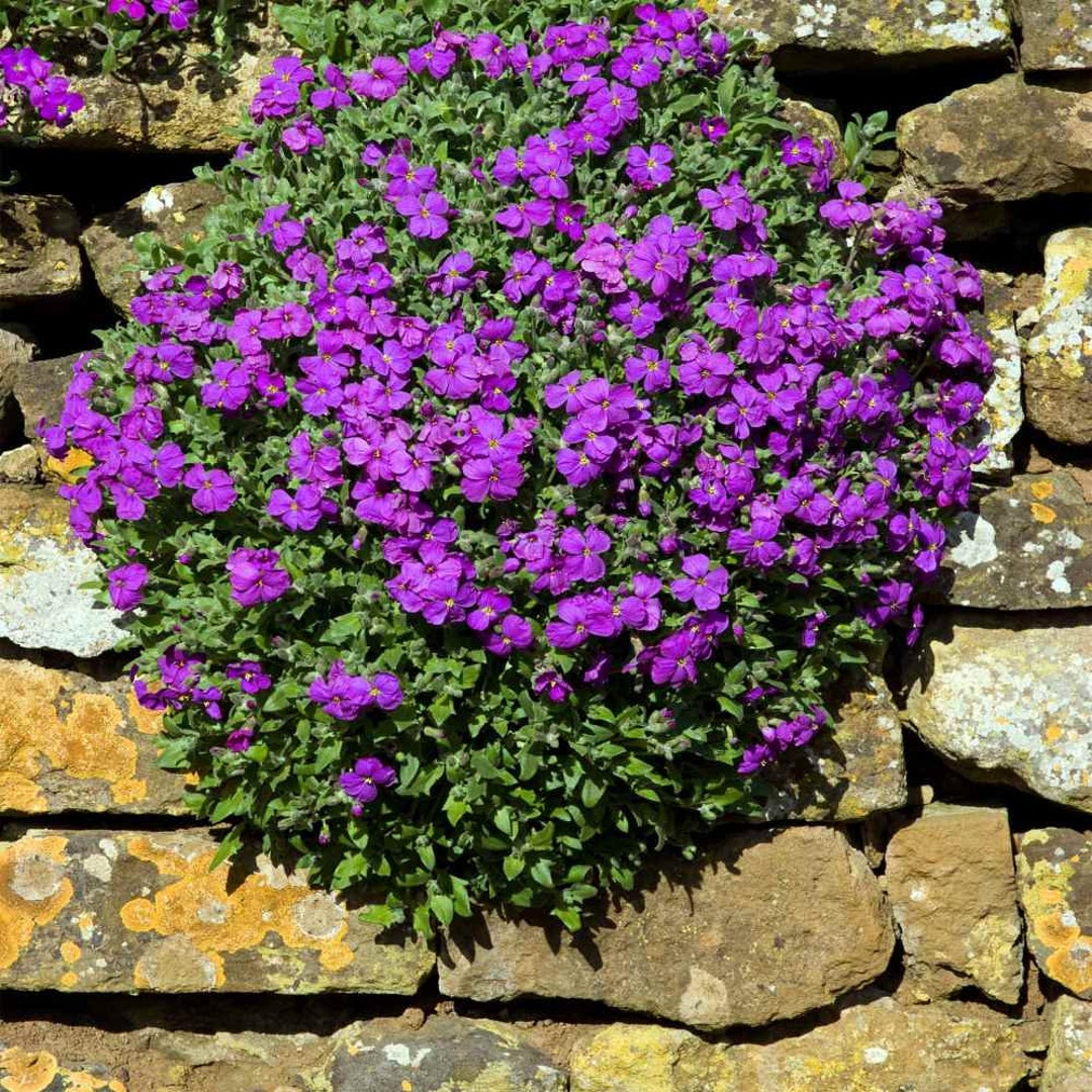 パープルロッククレスのグランドカバー植物（Aubrieta Hybrida Hendersonii）の種子 - Etsy 日本
