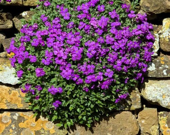 Purple Rock Cress Groundcover Plant (Aubrieta Hybrida Hendersonii) Seeds