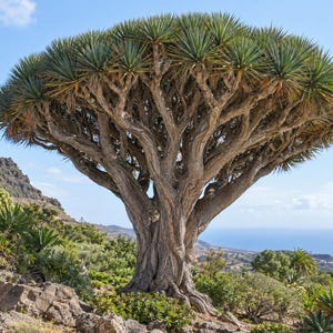 Puede incluir: Un gran drago con un tronco grueso, texturizado y de color marrón claro que se ramifica en una densa copa en forma de paraguas con hojas verdes, afiladas y en forma de espada. El árbol se encuentra en una ladera rocosa y árida.