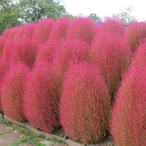 Puede incluir: Una hilera de arbustos redondos y esponjosos de color rosa en un jardín.
