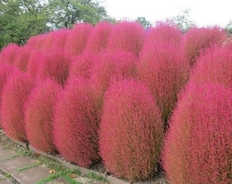 Puede incluir: Una hilera de arbustos redondos y esponjosos de color rosa en un jardín.