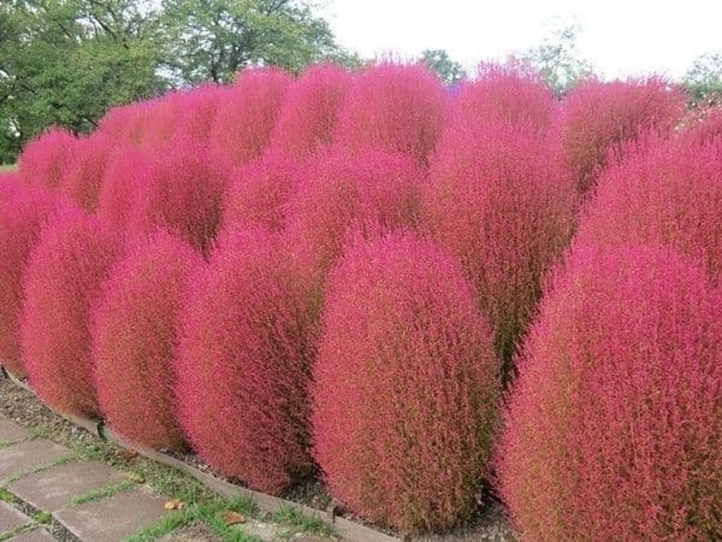 Kochia brandende struik Kochia Trichophylla zaden afbeelding 1