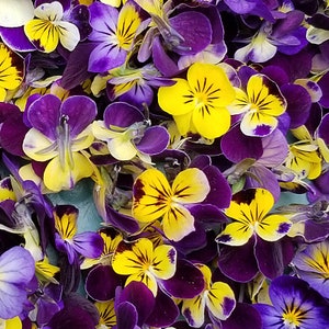 Johnny-Jump-Up Flower Viola Tricolor Seeds image 3