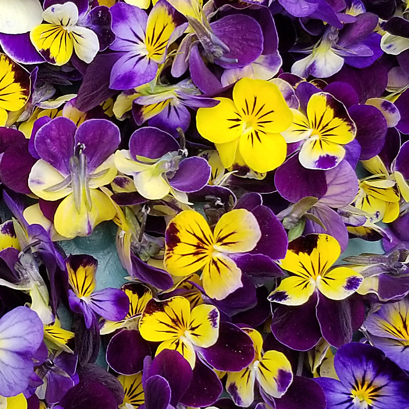 Johnny-jump-up Flower (viola Tricolor) Seeds - Etsy