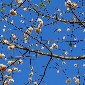 Witte kapok-katoenboom (Ceiba Pentandra) zaden