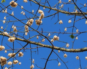 Kapok White Silk Cotton Tree (Ceiba Pentandra) Seeds