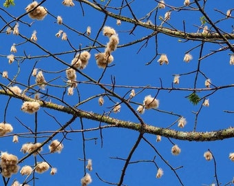 bambus comestibil Castan Comestibil (Castanea Sativa) main image 0