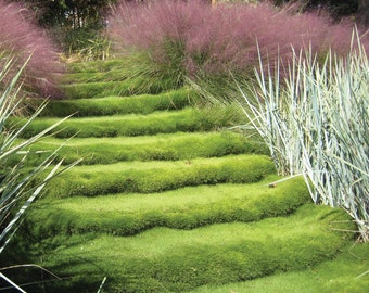 Graines Zoysia de Corée (Zoysia japonica)