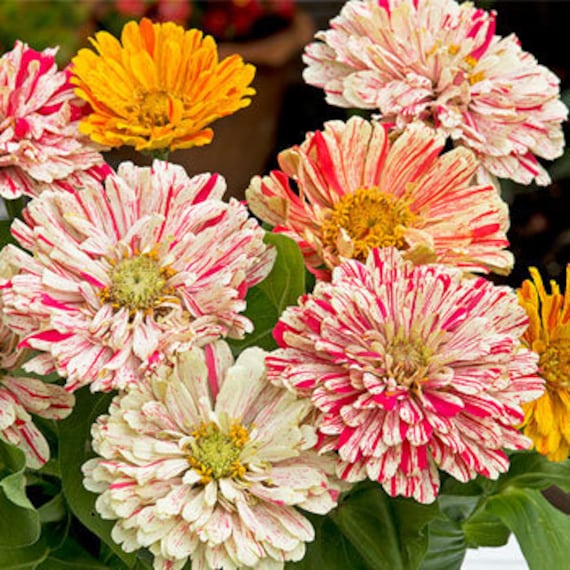 Candy Cane Zinnia Flower zinnia Elegans Seeds Etsy