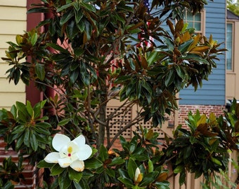 Southern Magnolia 'Baldwin' Tree (Magnolia Grandiflora) Seeds - NEW FOR 2024