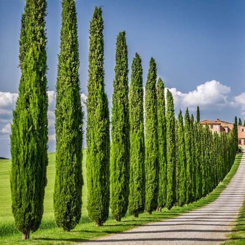 Italian Cypress Tree Cupressus Sempervirens Seeds image 2