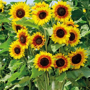 Solar Power Sunflower Plant Helianthus Annuus Seeds image 3