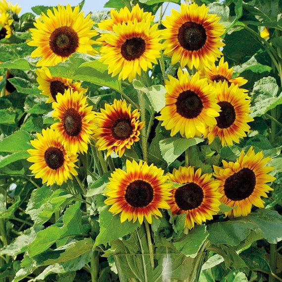Solar Power Sonnenblumen Pflanze Helianthus Annuus Samen - .de