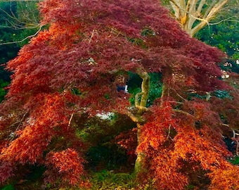 May include: A vibrant red and orange Japanese maple tree with a twisted trunk and branches. The tree is in full autumn foliage, with leaves of various shades of red, orange, and yellow.