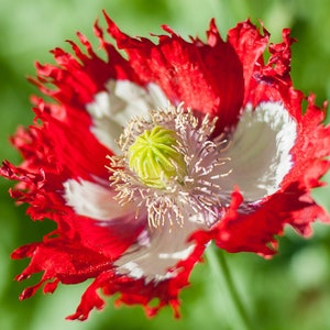Danish Flag Poppy Flower (Papaver Somniferum) Seeds