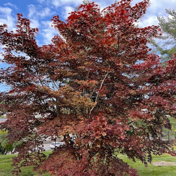紅紫園イロハモミジ (Acer Palmatum 'Beni-shi-en') 種子 - 2025 年秋