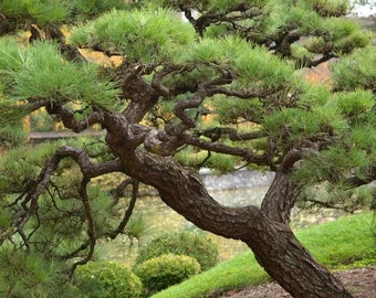 Samen der japanischen Schwarzkiefer (Pinus Thunbergii).