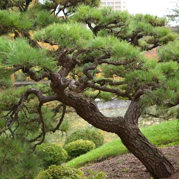 Japanese Black Pine Tree (Pinus Thunbergii) Seeds