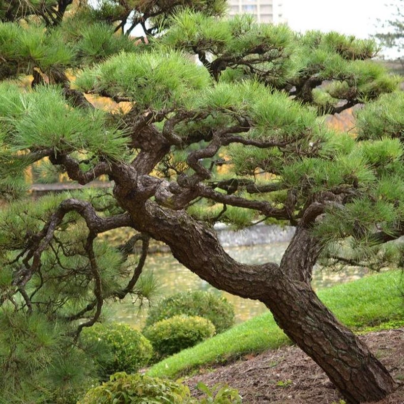 Japanese Black Pine Tree Pinus Thunbergii Seeds image 1