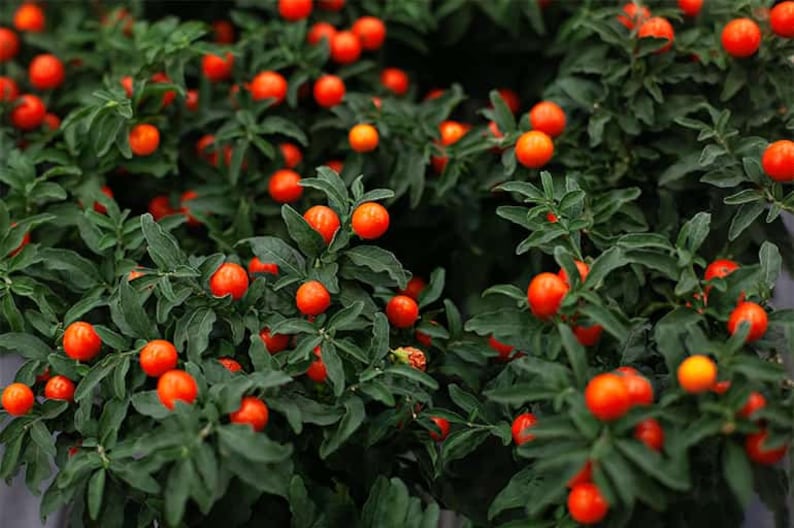 Jerusalem Cherry Plant Solanum Pseudocapsicum Seeds image 3