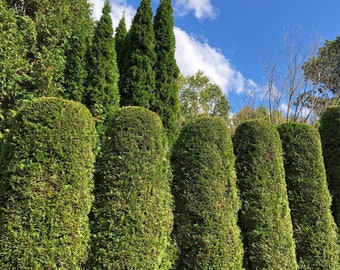 アメリカクロベの木 (Thuja Occidentalis) の種子 - Etsy 日本