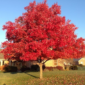 Red Maple Tree (Acer Rubrum) Seeds - Southern Variety