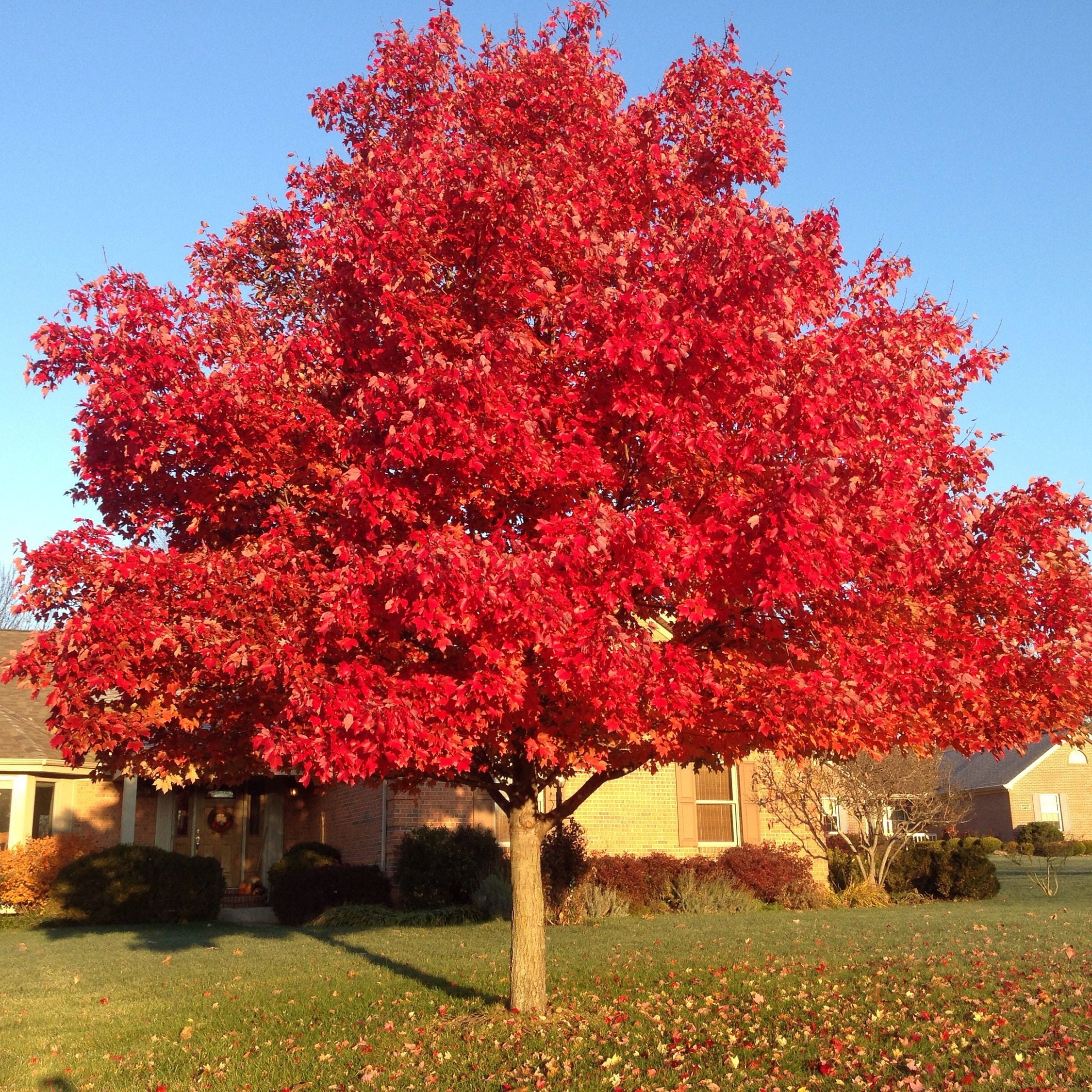 tyve Orient Jeg accepterer det Red Maple Tree acer Rubrum Seeds Southern Variety - Etsy