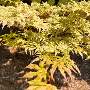 Ukigomo Japanese Maple Tree (Acer Palmatum &#39;Ukigomo&#39;) Seeds - NEW FOR 2025