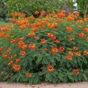Pride of Barbados Plant (Caesalpinia Pulcherima) Seeds