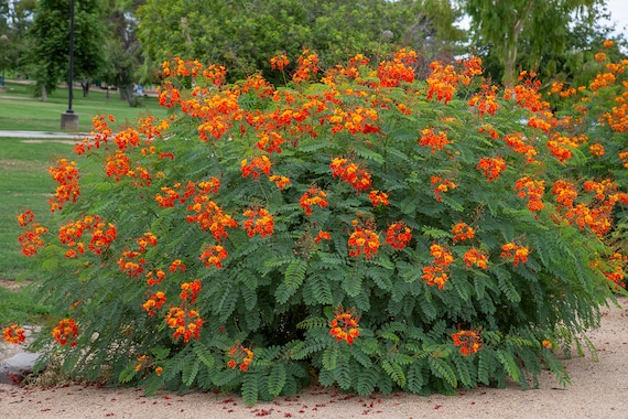 Pride Of Barbados Peacock Flower Mexican Red Bird Of Paradise Etsy