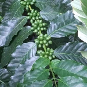 May include: Close-up of green coffee beans growing on a branch with lush green leaves.