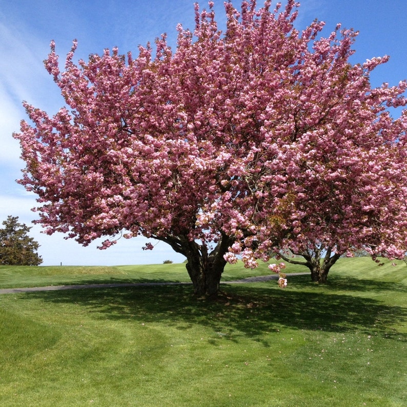 Kwanzan Japanese Flowering Cherry Tree Prunus Serrulata Etsy Kwanzan Japanese Flowering Cherry Tree Prunus Serrulata Etsy