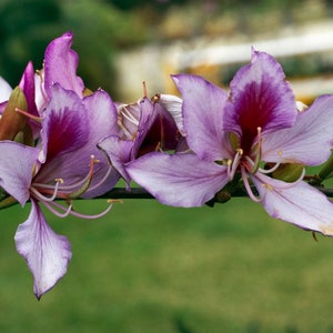 Pink Orchid Tree Bauhinia Monandra Seeds image 2