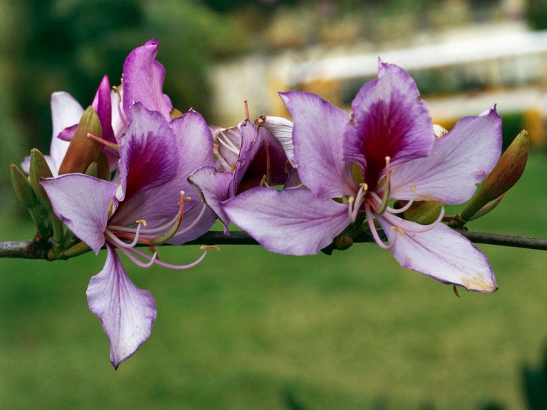 Pink Orchid Tree Bauhinia Monandra Seeds image 2