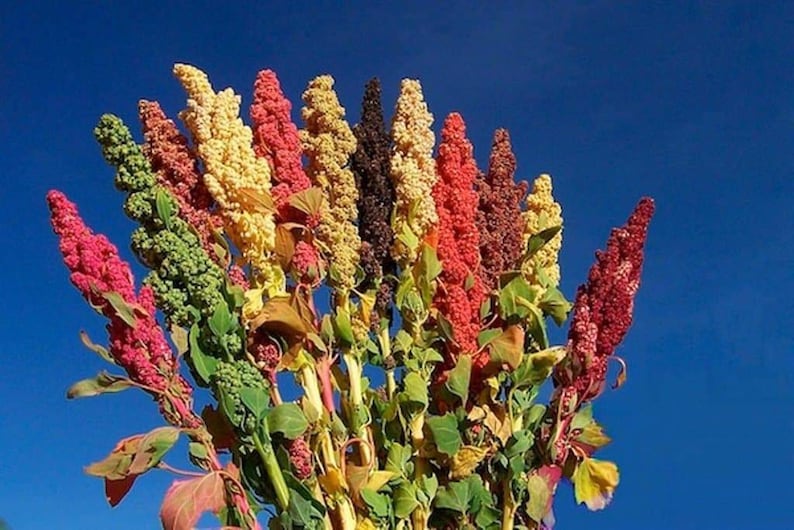 Organic Rainbow Quinoa Plant Seeds image 1