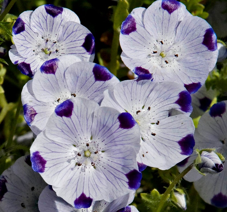 Five Spot Flower Nemophila Maculata Seeds image 1