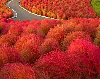 Kochia Burning Ornamental Grass (Kochia Trichophylla) Seeds