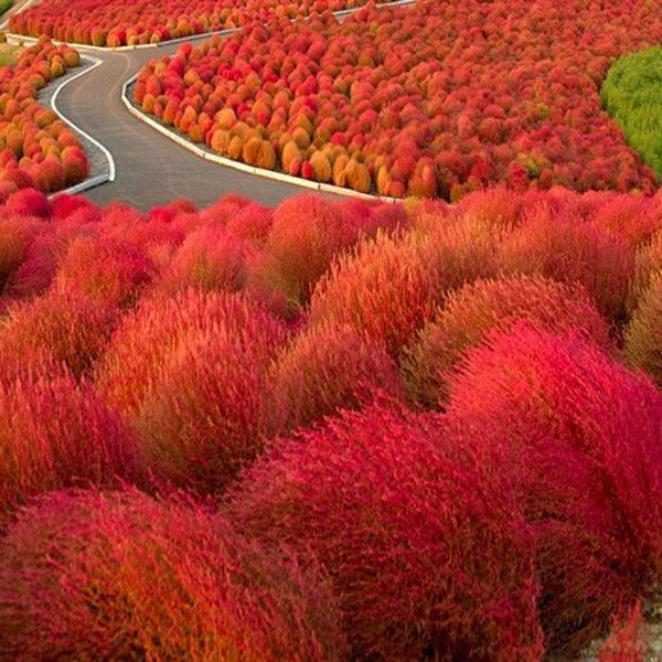 Kochia Burning Ornamental Grass (Kochia Trichophylla) Seeds